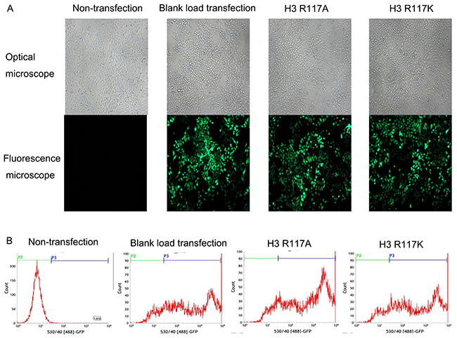 H3R117A and H3R117K LOVO cells were constructed successfully.