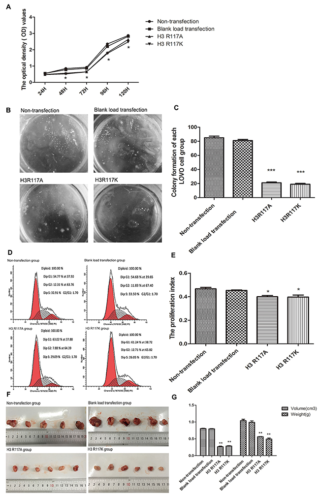 H3R117 mono-ADP-ribosylation affects the proliferation of colon carcinoma.