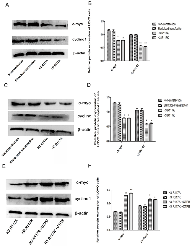 Adjustment of H3R117 mono-ADP-ribosylation or P300 affects &#x03B2;-catenin, c-myc and cyclinD1.