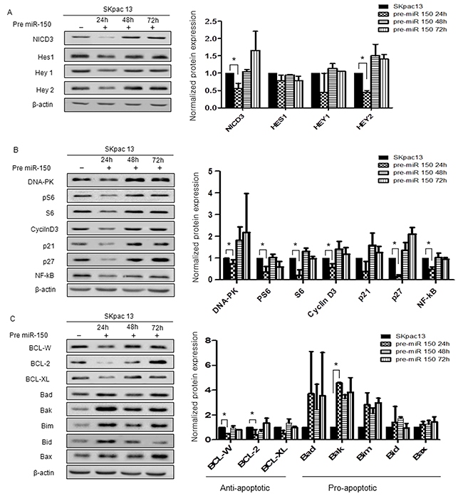 Protein expression in chemoresistant SKpac cells after pre-miR-150 transfection.