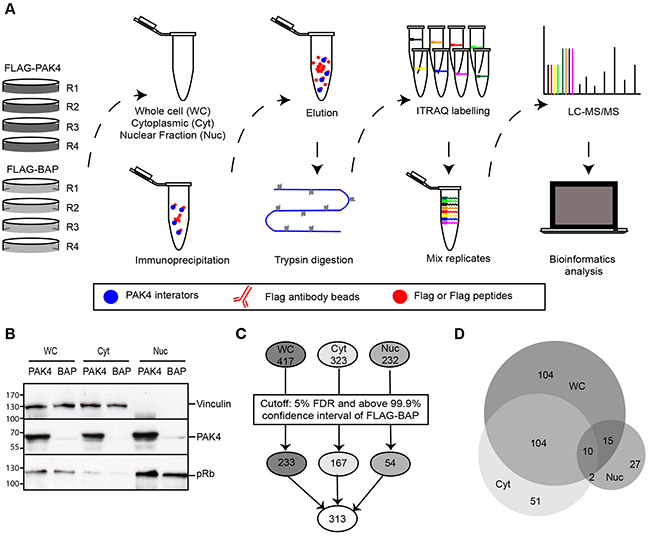 Identification of the PAK4 interactome by quantitative mass spectrometry.