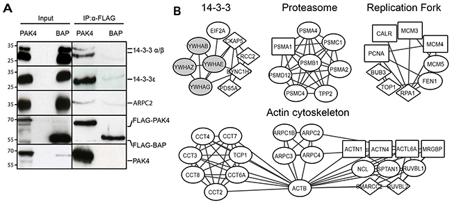 PAK4 interactome analysis reveals diverse cellular functions.