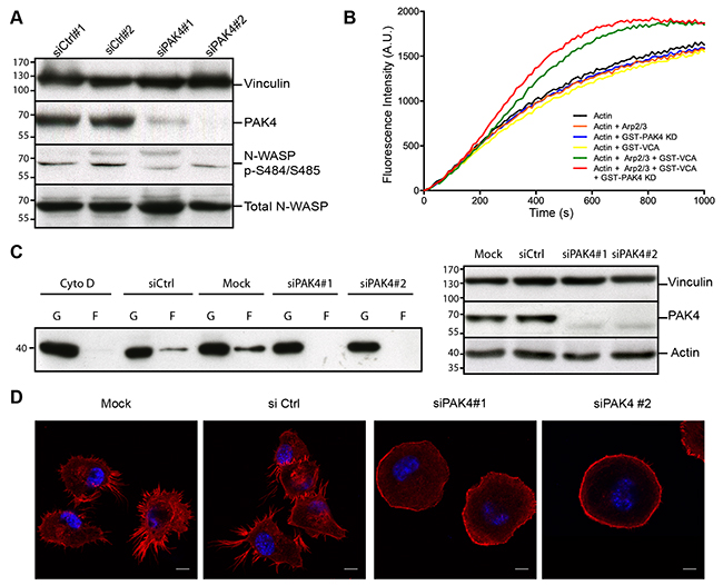 PAK4 promotes actin polymerization and alters cellular actin organization.