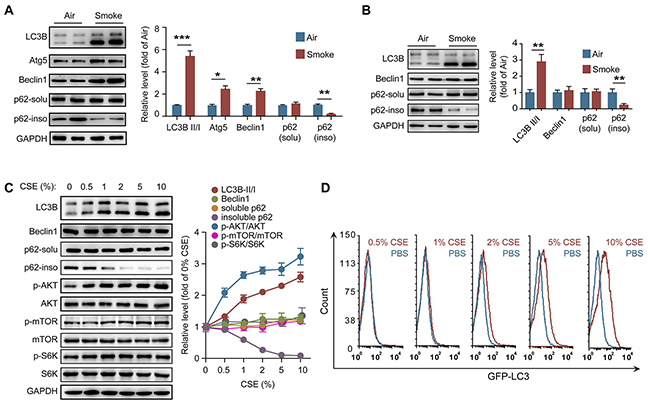 CS activates autophagy in neutrophils.