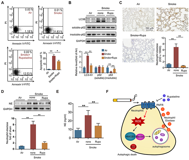 Rupatadine suppresses autophagic death of neutrophil in CS exposed mice.