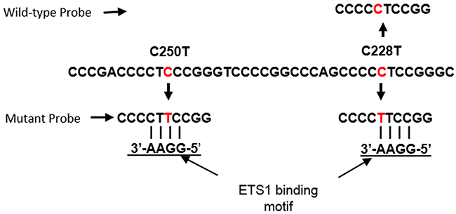 Location of ddPCR assay probes relative to ETS1 binding motifs generated by the C228T and C250T TERT promoter mutations.