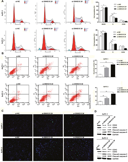 Knockdown of SNHG15 promotes cell cycle arrest and induces apoptosis in PC cells in vitro.