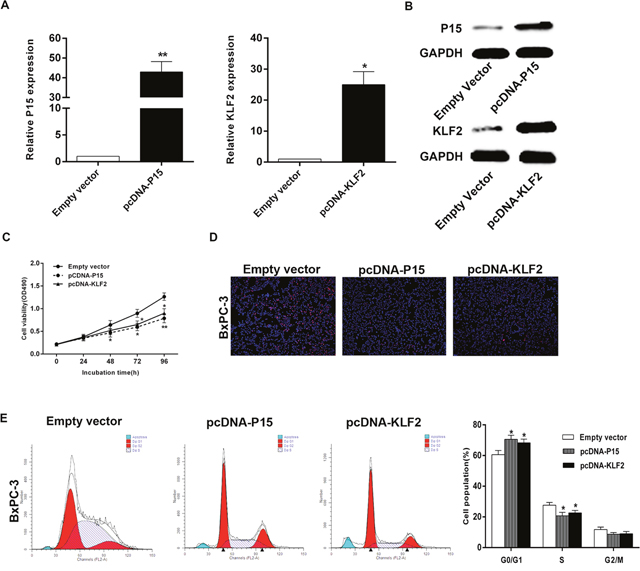 Effect of P15 and KLF2 of overexpression on BxPC-3 cell in vitro.
