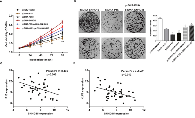SNHG15 negatively regulates expression of P15 and KLF2 by rescue assays.