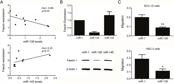 Fascin is target by miR-138.