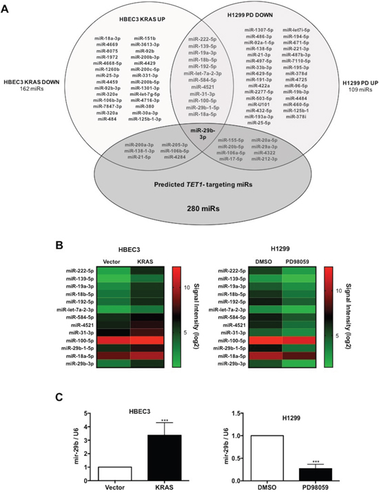 Pharmacogenomic discovery of miR-29b as a TET1-targeting microRNA.