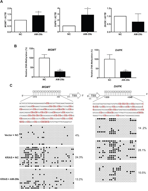 Blocking miR-29b restores the methylation status of DAPK and MGMT in AM-29b treated HBEC3-KRAS cells.