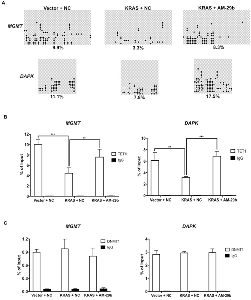 RAS and miR-29b-controlled TET1 chromatin occupancy controls the epigenetic status of MGMT and DAPK.