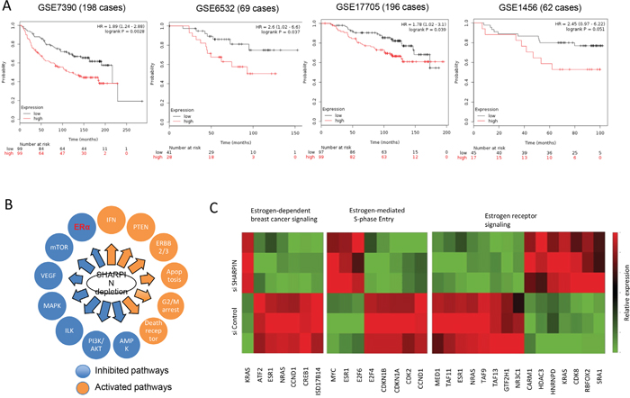 SHARPIN is related to poor prognosis in ER &#x03B1; positive breast cancer patients and positive correlated with ER&#x03B1; signaling in unbiased RNA sequencing screening.
