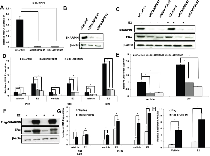 SHAPRIN controls ER&#x03B1; signaling activity in breast cancer cells.