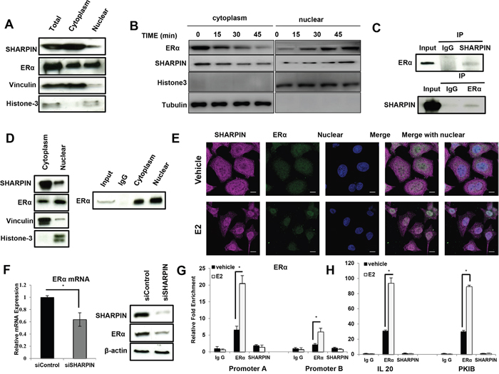 SHARPIN associates with ER&#x03B1; both in the cytoplasm and nuclear, but does not transcriptionally regulate ER&#x03B1; and its target genes.