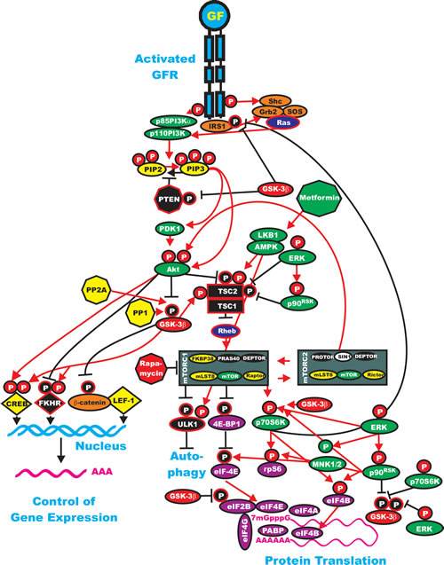 Interactions of GSK-3 with the Ras/PI3K/PTEN/Akt/mTOR and Ras/Raf/MEK/ERK Pathways.