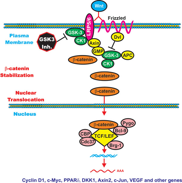 Wnt/beta-catenin Induced Gene Expression is Modulated by GSK-3.