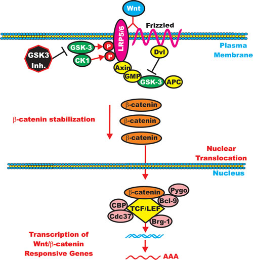 GSK-3 can Enhance Wnt/beta-catenin signaling.