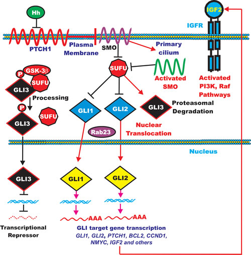 Overview of Hedgehog Signaling Pathway.