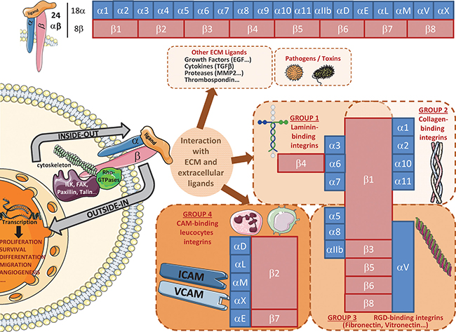 Overview of main integrin heterodimers and ligands.