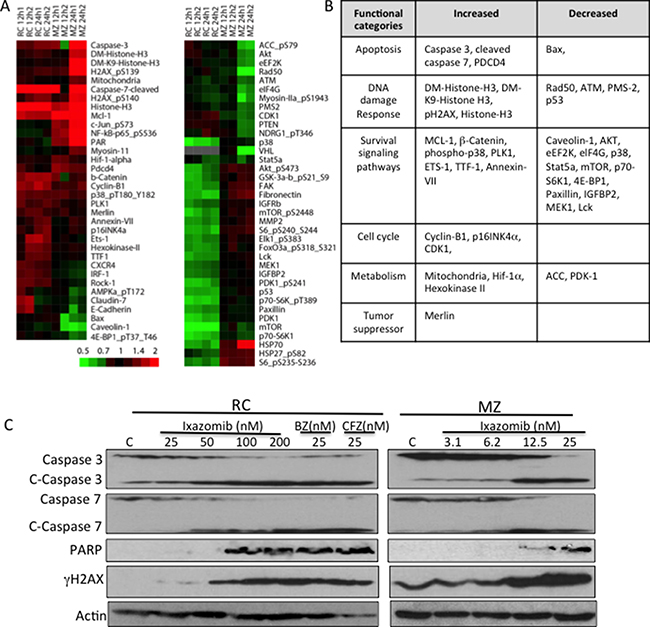 Proteomic