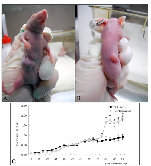 A549 cells were injected into the right flanks of nude mice and tumor size was serially measured until post treatment day 62.