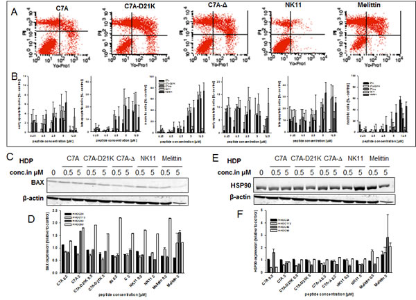 Apoptosis/necrosis assay and Western blot analysis.