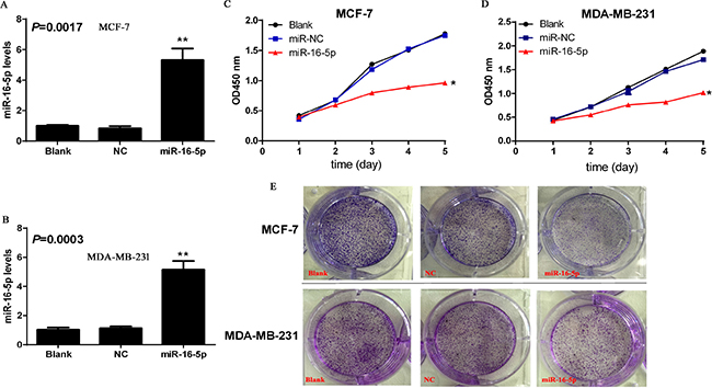 Overexpression of miR-16-5p contributed to the suppresses of cell proliferation and colony formation in MCF-7 and MDA-MB-231 cells.
