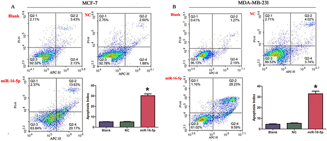 Overexpression of miR-16-5p induced cell apoptosis in MCF-7 cells and MDA-MB-231 cells.
