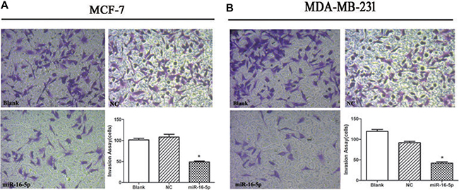Overexpression of miR-16-5p suppressed cell invasion ability in MCF-7 and MDA-MB-231 cells.