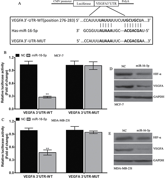 VEGFA is a direct target of miR-16-5p.