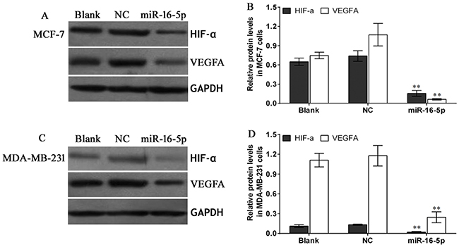 Western blot assay for HIF-&#x03B1; and VEGFA protein expression in different treatment nude mice tumor tissues.