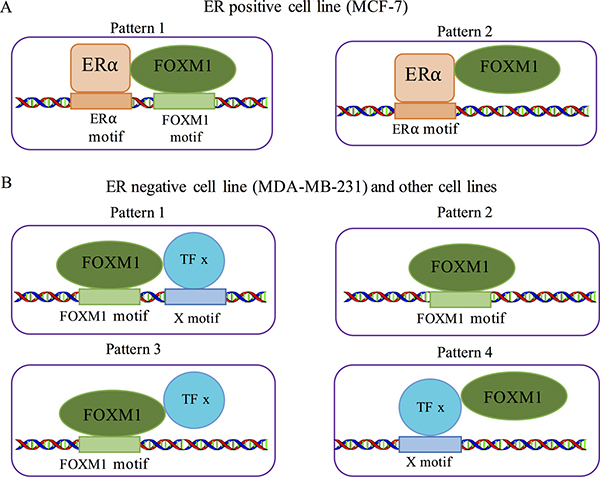 Co-binding patterns for FOXM1 in different cells.