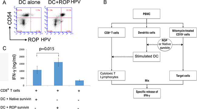 Presentation of ROP on DCs activates CD8+ T cells.