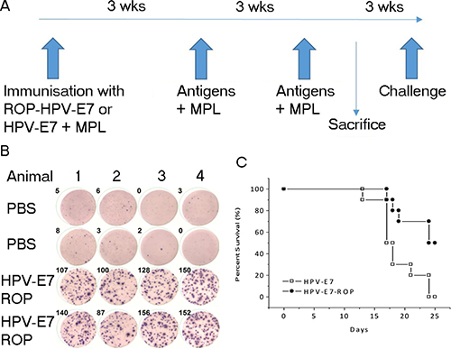 Immunization with ROP-HPV increases survival times in a mouse tumour model.