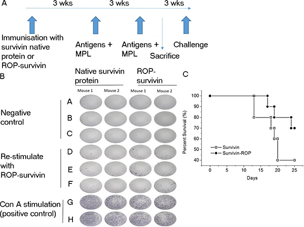 Immunization with ROP&#x2013;survivin increases survival times in a mouse tumour model.