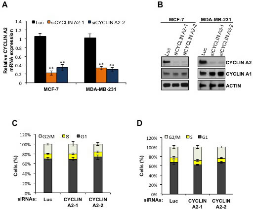 Cyclin A2 mRNA and protein abundance in cyclin A2 siRNA-transfected MCF-7 and MDA-MB-231 cells.
