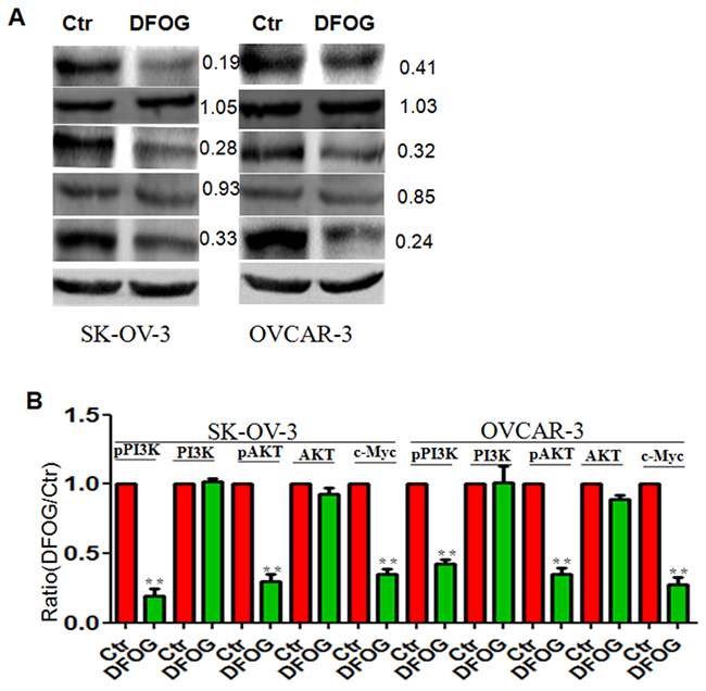 DFOG inhibits pPI3K/AKT and c-Myc signaling in ovarian cancer.