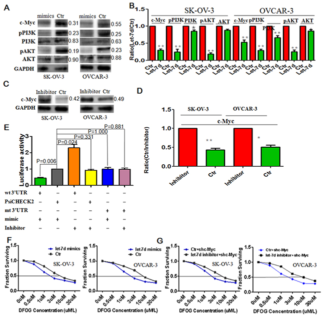 Let-7d directly targets c-Myc to reduce pPI3K/AKT signaling and increase the DFOG sensitivity of ovarian cancer cells.