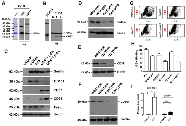 Extracellular gelsolin inhibits lymphocyte activity by binding to sortilin, CD37 and Fas.