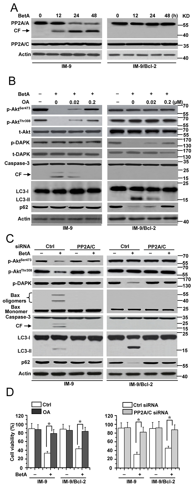 PP2A is required for BetA-induced apoptosis or autophagic cell death.