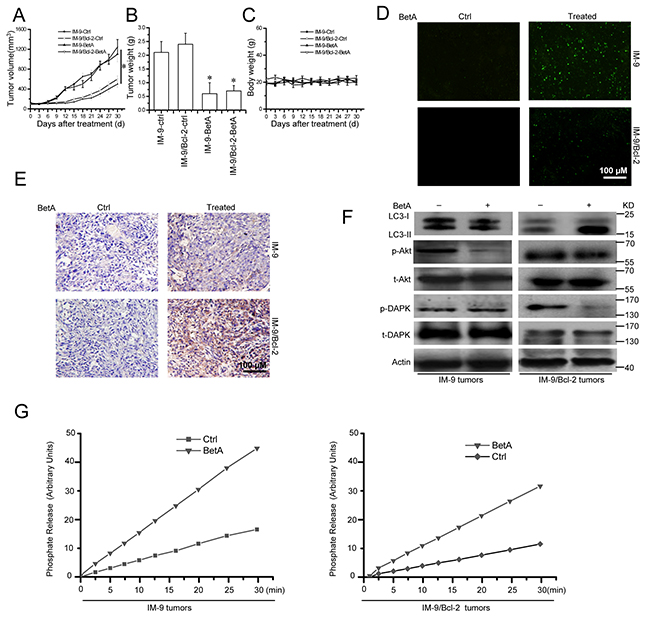 BetA inhibits tumor growth and induces apoptosis or autophagic cell death in IM-9 or IM-9/Bcl-2 xenograft in vivo.