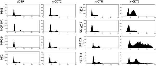 CDT2 suppression induces rereplication and cell cycle blockade in cancer cells, but not in non-transformed cells.