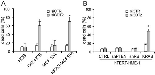 Expression of an activated oncogene makes cells addicted to CDT2.