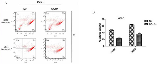 Upregulation of B7-H3 slacked gemcitabine-induced apoptosis in Panc-1 cells.