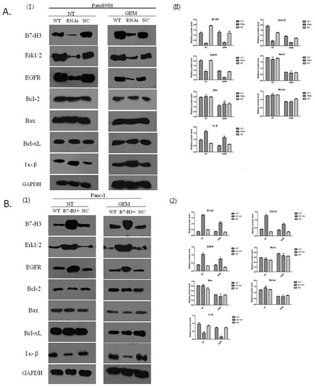 B7-H3 proteins of different cell lines demonstrated by Western blot analysis.