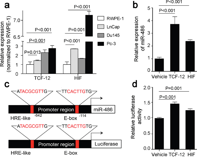 HIF1a and TCF12 mediate miR-486-5p induction in prostate cancer.