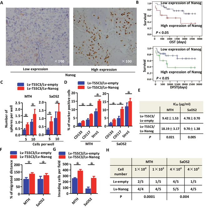 Higher expression of Nanog is associated with a worse prognosis for OS patients and significantly enhances the stem-like phenotype of OS cells.