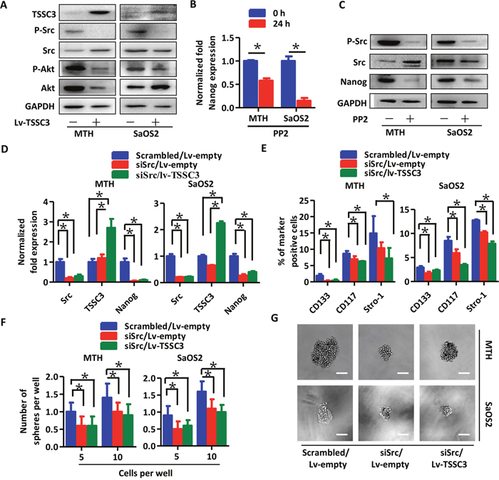 TSSC3 inhibition of Nanog expresssion is mediated by Src.